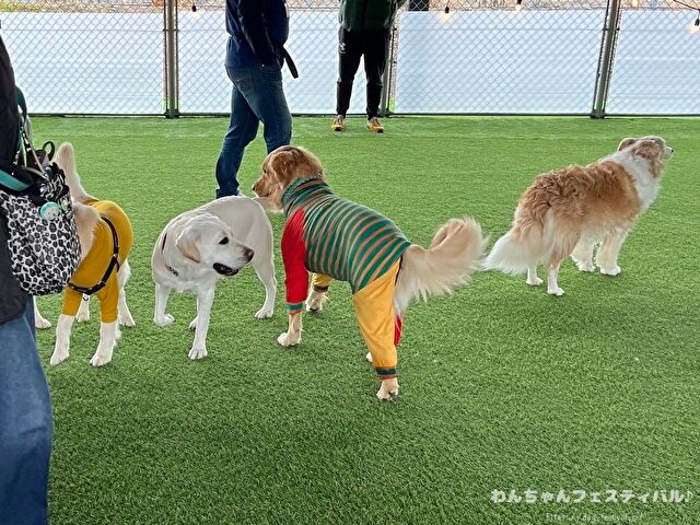 ラブラドールレトリバー　ゴールデン　違い　性格　見た目　飼いやすさ　比較