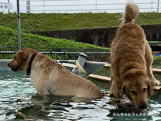 ラブラドールレトリバー　ゴールデン　違い　性格　見た目　飼いやすさ　比較