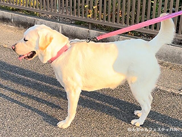 ラブラドールレトリバー　ゴールデン　違い　性格　見た目　飼いやすさ　比較