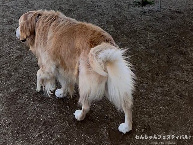ラブラドールレトリバー　ゴールデン　違い　性格　見た目　飼いやすさ　比較