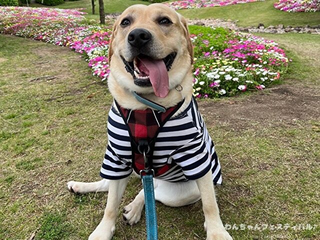 ラブラドールレトリバー　ゴールデン　違い　性格　見た目　飼いやすさ　比較