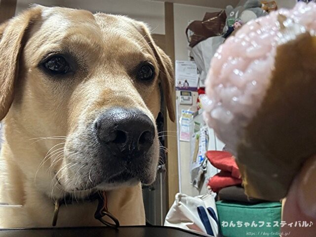 ラブラドールレトリバー　ゴールデン　違い　性格　見た目　飼いやすさ　比較