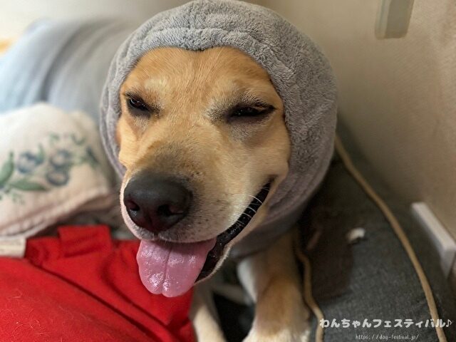 ラブラドールレトリバー　ゴールデン　違い　性格　見た目　飼いやすさ　比較