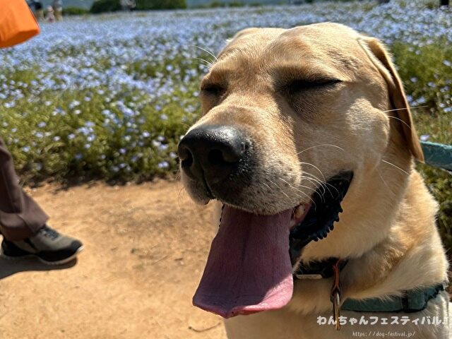 ラブラドールレトリバー　ゴールデン　違い　性格　見た目　飼いやすさ　比較
