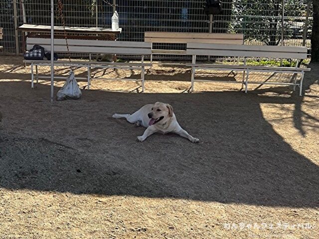 ラブラドールレトリバー　ゴールデン　違い　性格　見た目　飼いやすさ　比較