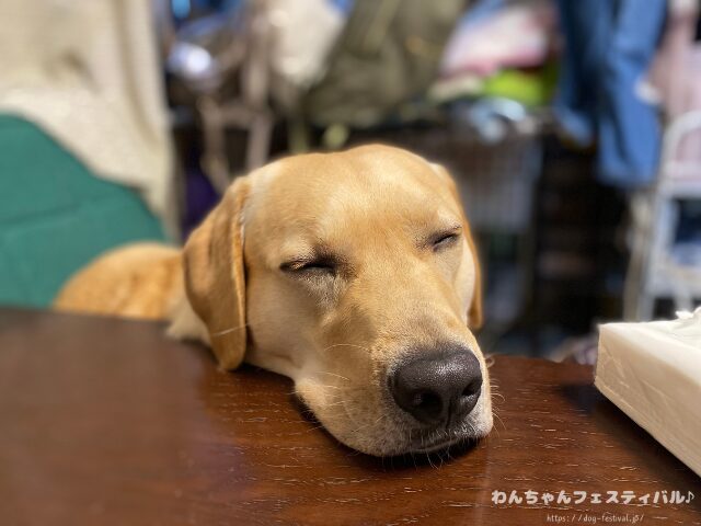 ラブラドールレトリバー　ゴールデン　違い　性格　見た目　飼いやすさ　比較