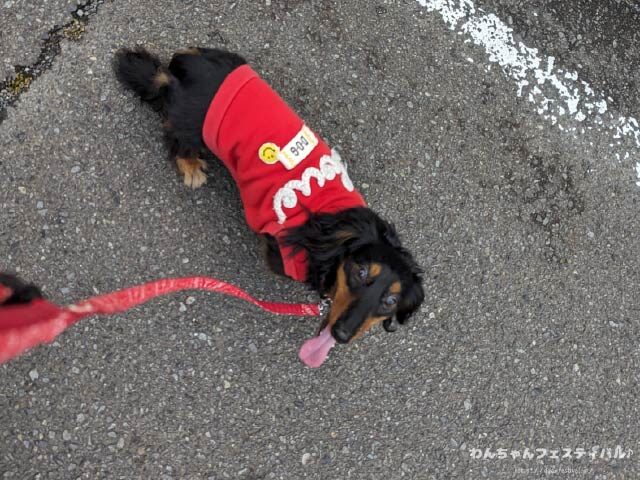 犬 カロリー 計算 アプリ 感想 使い方