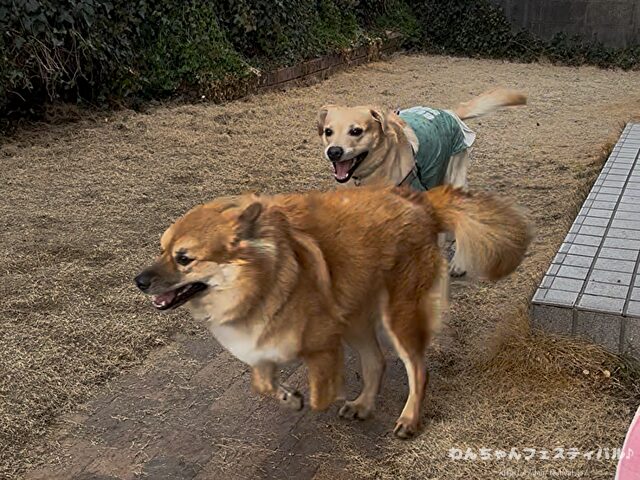 ラブラドールレトリバー　ゴールデン　違い　性格　見た目　飼いやすさ　比較