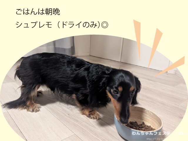 ニチュアダックスフンド 寿命 平均 何歳 老衰 最長 何年生きる