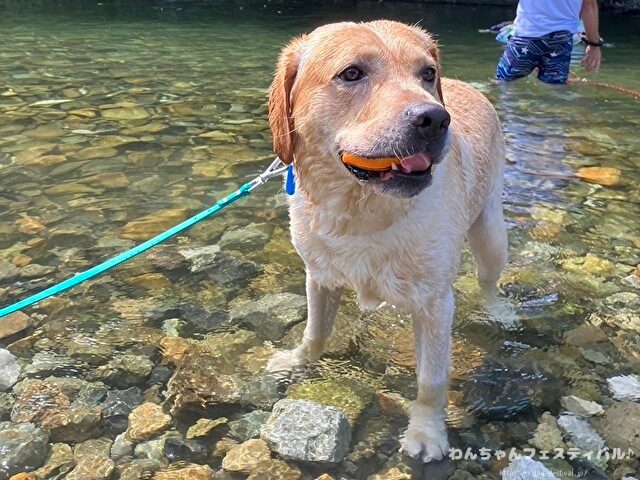 ラブラドールレトリバー　ゴールデン　違い　性格　見た目　飼いやすさ　比較