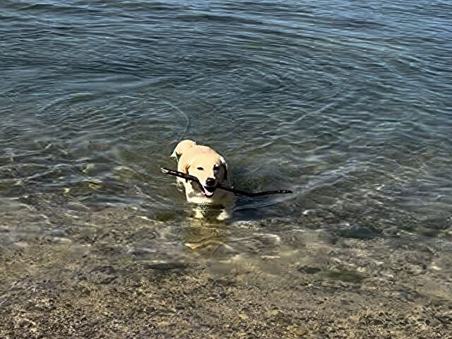 ラブラドールレトリバー　ゴールデンレトリバー　違い　性格　見た目　飼いやすさ