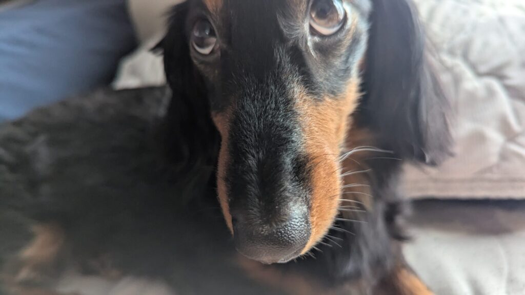 犬 散歩 記録 アプリ 感想 使い方