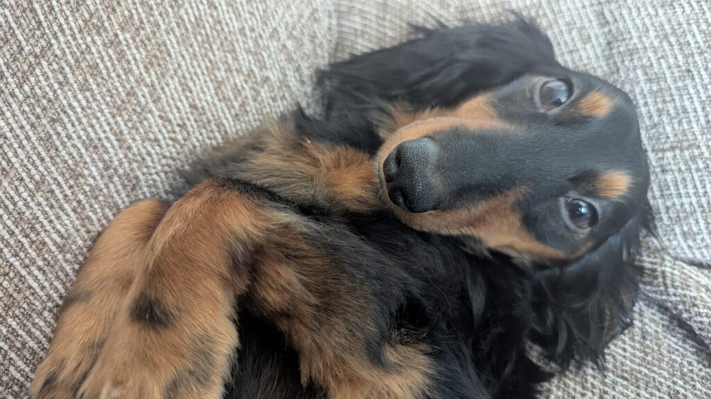犬 散歩 記録 アプリ 感想 使い方