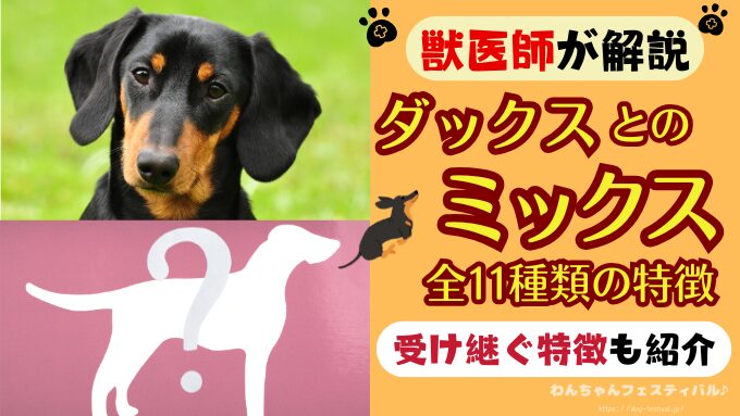 ダックスフンド系のミックス種一覧｜受け継ぐ特徴やかかりやすい病気も解説【獣医師監修】