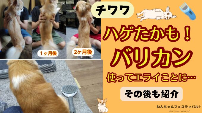 チワワにバリカンを使ったら毛が生えない脱毛症に！獣医師から言われた注意点も解説