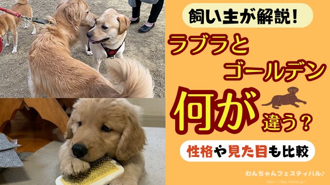 ラブラドールレトリバーとゴールデンの7つの違い！性格や見た目・飼いやすさを徹底比較！