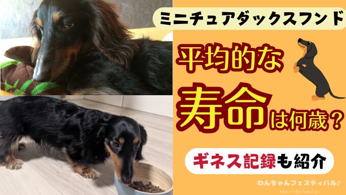 ミニチュアダックスフンドの寿命は平均何歳？老衰で最長何歳まで生きるのか解説