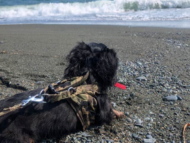 犬 散歩 記録 アプリ 感想 使い方