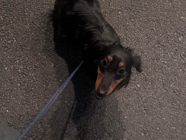 犬 散歩 記録 アプリ 感想 使い方