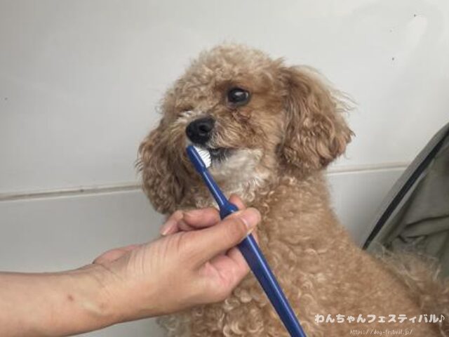 ドクターデンタルワン 効果なし 獣医師 使い方 安全性 成分 感想 評価 レビュー 体験談 歯磨き