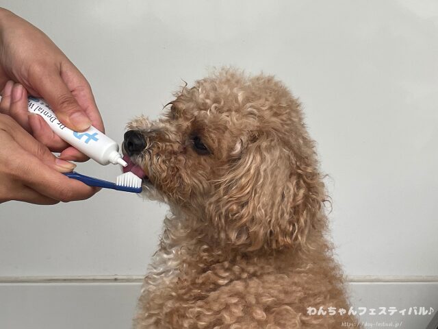 ドクターデンタルワン 効果なし 獣医師 使い方 安全性 成分 感想 評価 レビュー 体験談 歯磨き