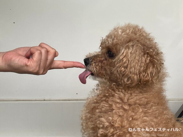 ドクターデンタルワン 効果なし 獣医師 使い方 安全性 成分 感想 評価 レビュー 体験談 歯磨き