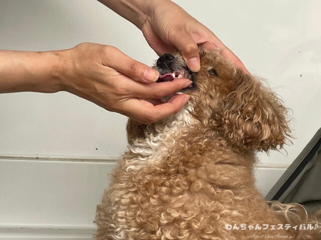 ドクターデンタルワン 効果なし 獣医師 使い方 安全性 成分 感想 評価 レビュー 体験談 歯磨き
