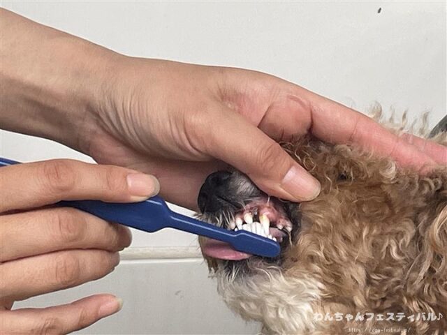 ドクターデンタルワン 効果なし 獣医師 使い方 安全性 成分 感想 評価 レビュー 体験談 歯磨き