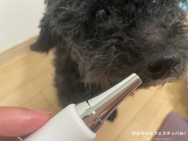 ドクターデンタルワン 効果なし 獣医師 使い方 安全性 成分 感想 評価 レビュー 体験談 歯磨き