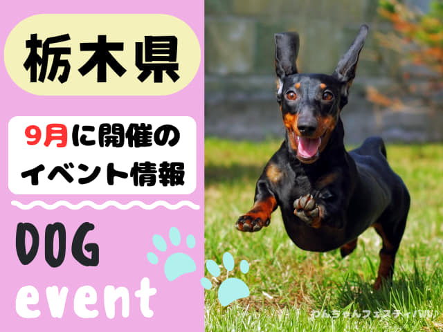 犬イベント 関東 東京 千葉 埼玉 神奈川 群馬 栃木 茨城 2025年 9月