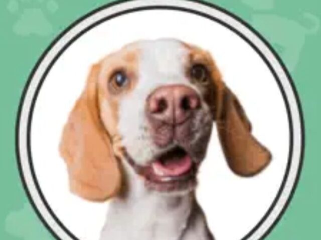 犬 吠える やめさせる アプリ 感想 使い方
