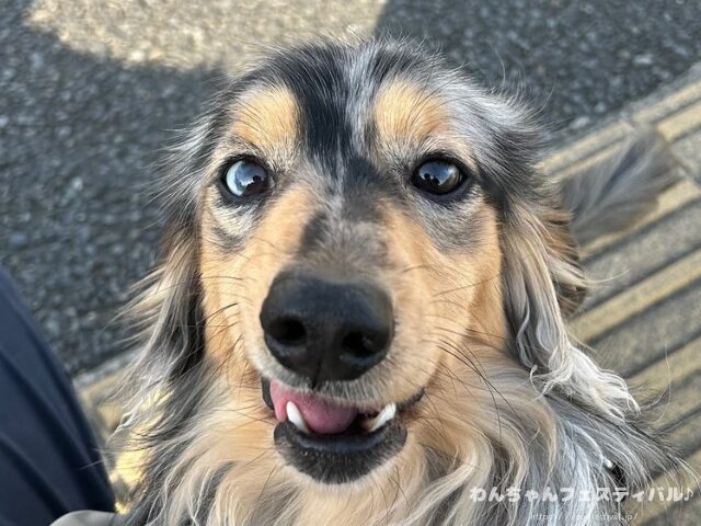 ダックスフンド 種類 サイズ 毛質 毛色 特徴 性格