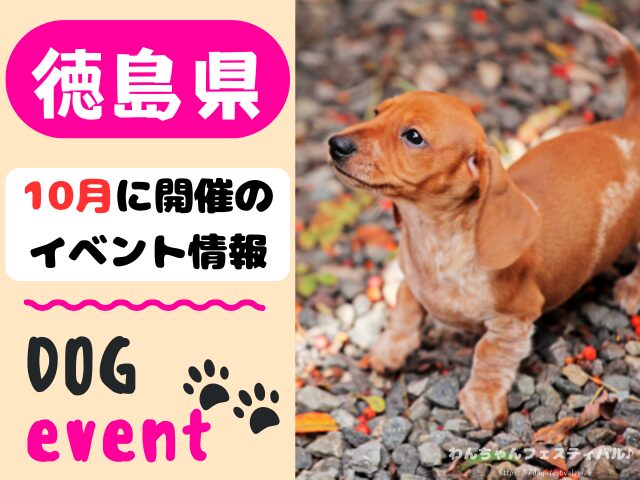 徳島　犬イベント　10月