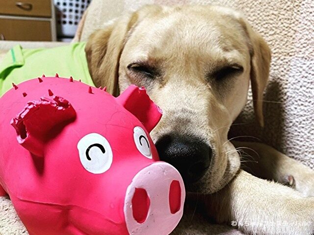 ラブラドールレトリバー　飼う　後悔する　初めて飼う人　飼って後悔
