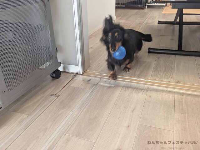 ミニチュアダックスフンドを初めて飼う時の注意点!後悔しないポイントも紹介