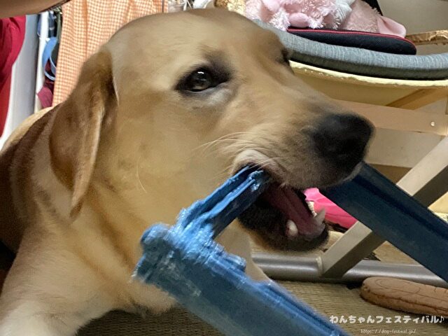 ラブラドールレトリバー　飼う　後悔する　初めて飼う人　飼って後悔