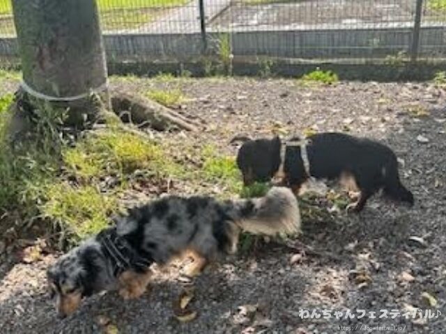 ダックスフンド 種類 サイズ 毛質 毛色 特徴 性格