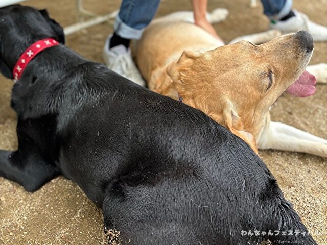 ラブラドールレトリバー　飼う　後悔する　初めて飼う人　飼って後悔