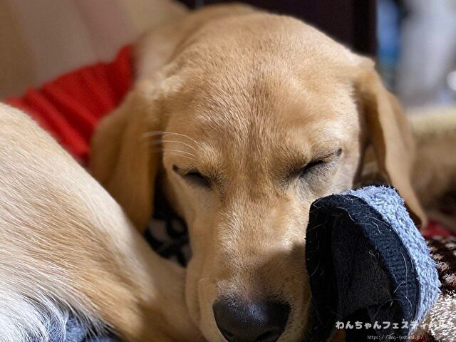 ラブラドールレトリバー　飼う　後悔する　初めて飼う人　飼って後悔