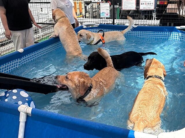 ラブラドールレトリバー　飼う　後悔する　初めて飼う人　飼って後悔
