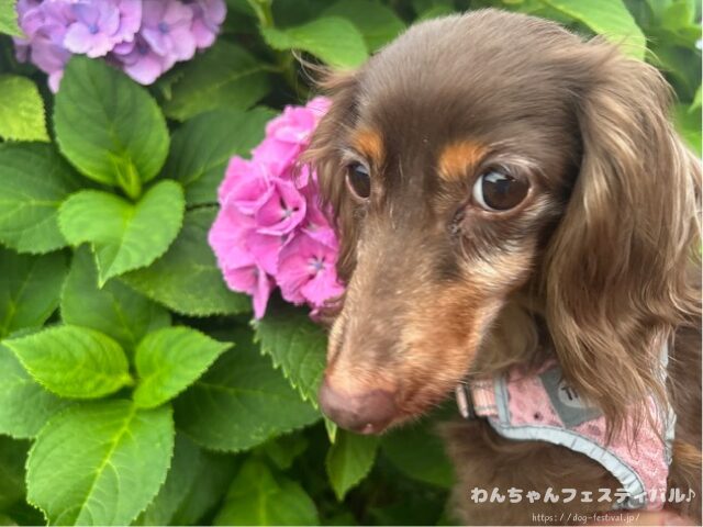 ダックスフンド 種類 サイズ 毛質 毛色 特徴 性格