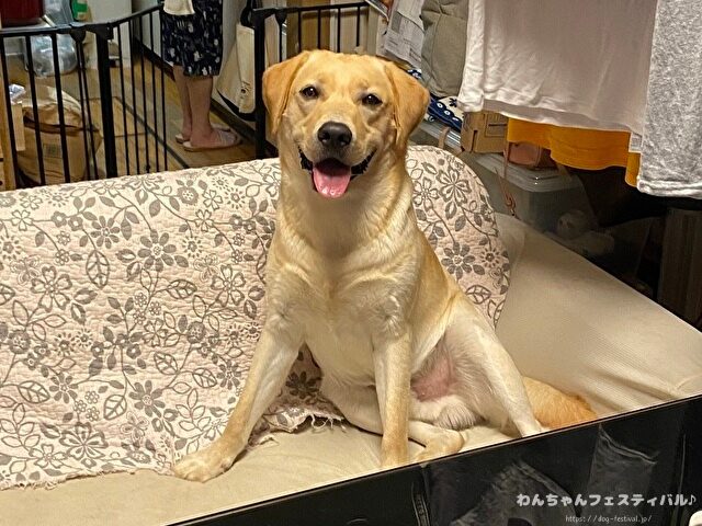 ラブラドールレトリバー　飼う　後悔する　初めて飼う人　飼って後悔