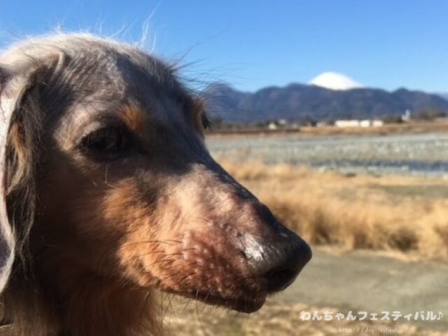 ダックスフンド 種類 サイズ 毛質 毛色 特徴 性格