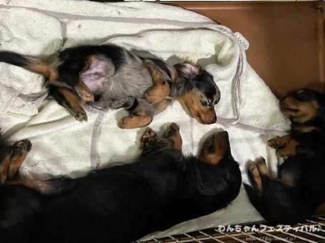 ダックスフンド 種類 サイズ 毛質 毛色 特徴 性格