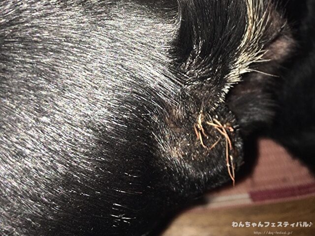ラブラドールレトリバー　飼う　後悔する　初めて飼う人　飼って後悔