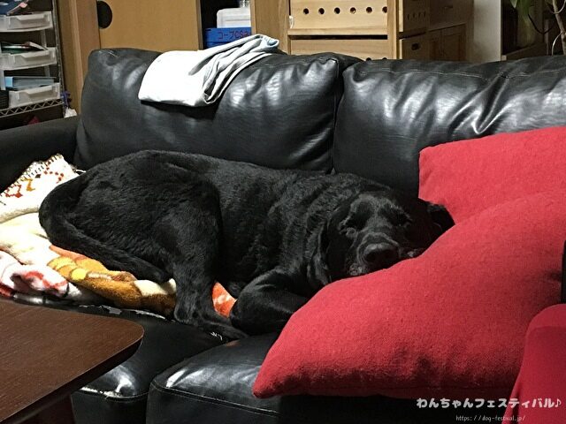 ラブラドールレトリバー　飼う　後悔する　初めて飼う人　飼って後悔