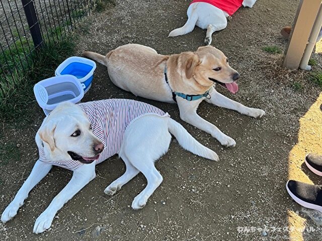 ラブラドールレトリバー　飼う　後悔する　初めて飼う人　飼って後悔