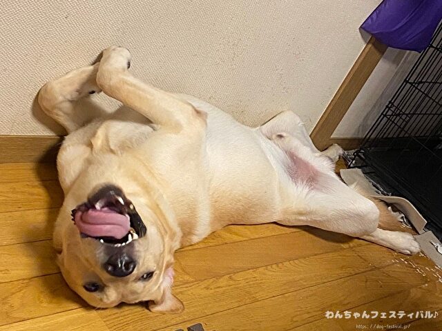 ラブラドールレトリバー　飼う　後悔する　初めて飼う人　飼って後悔