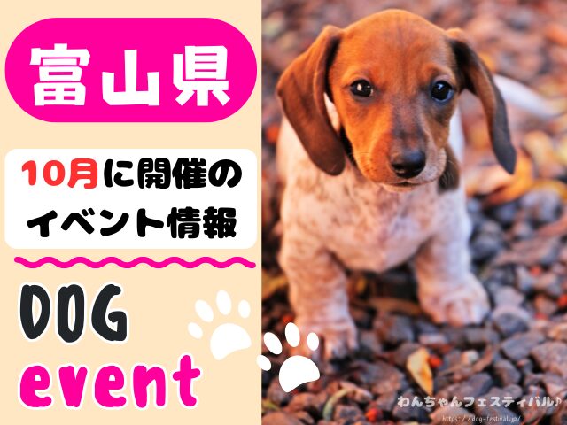 犬イベント　北陸地方　新潟県　富山県　石川県　福井県　2025年　10月