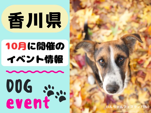 香川　犬イベント　10月